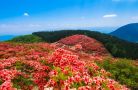 Thảm hoa đỗ quyên trên đỉnh núi Nhật Bản