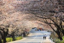 Vẻ đẹp con đường hoa anh đào ở Hadong - Hàn Quốc