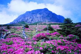 Đảo Jeju Hàn Quốc - Chốn Thiên Đường Của Biển Và Núi