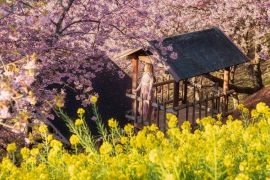 Những địa điểm ngắm hoa anh đào nổi bật khi du lịch Nhật Bản 2022