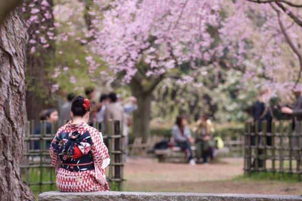 Cận Cảnh Vẻ Đẹp Xứ Anh Đào Mùa Hoa Nở