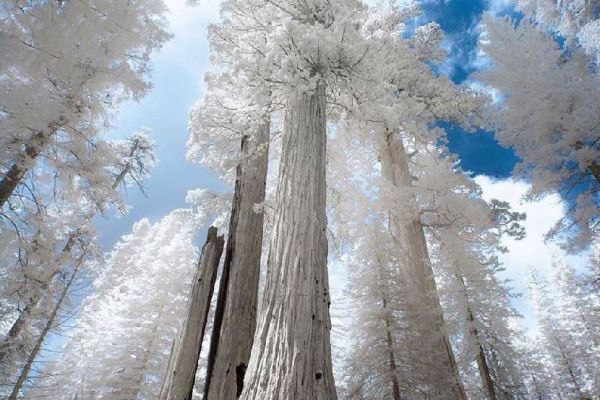 Tuyết phủ trắng rừng cây đại thụ cao nhất nước Mỹ