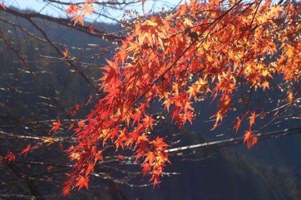 Nhật Bản Và Những Điểm Ngắm Mùa Thu Lá Đỏ Tuyệt Nhất Tokyo