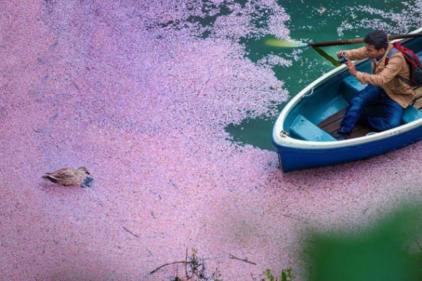 "Sông Anh Đào" Đẹp Như Tranh Vẽ Ở Nhật Bản Ngày Xuân Sang