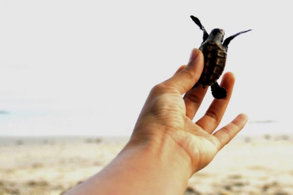 Kuala Penyu - Thiên Đường Của Loài Rùa Biển