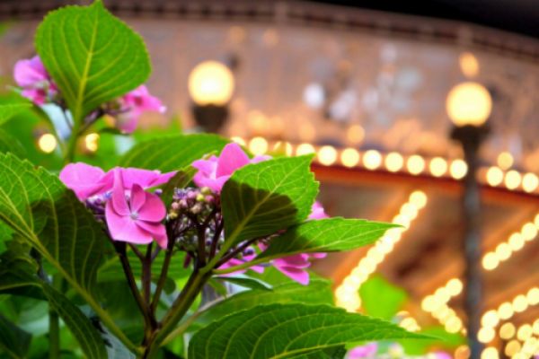 Những Điểm Ngăm Hoa Cẩm Tú Cầu Tuyệt Hảo Ở Tokyo Nhật Bản