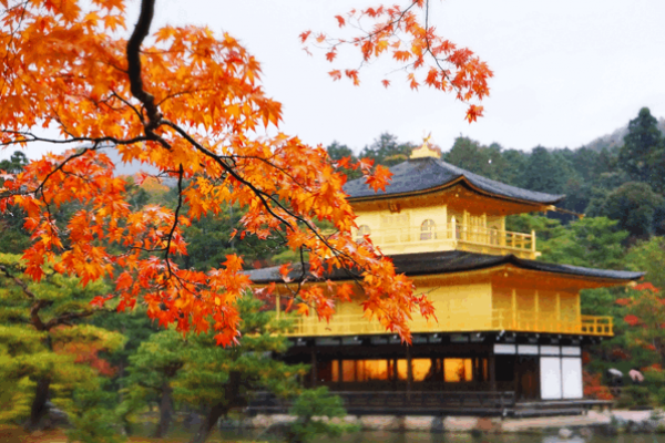 Chùa Vàng Kinkakuji - Biểu Tượng Nổi Tiếng Của Kyoto Nhật Bản