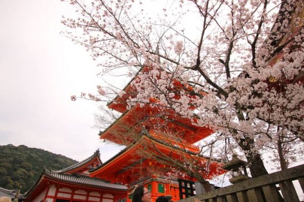Kiyomizu Dera - Ngôi Chùa Cổ Nổi Tiếng Nhất Ở Kyoto