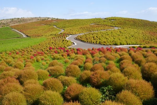 Du Lịch Nhật Bản Mùa Thu Ngắm Cỏ Đổi Màu Trên Công Viên Hitachi Kaihin