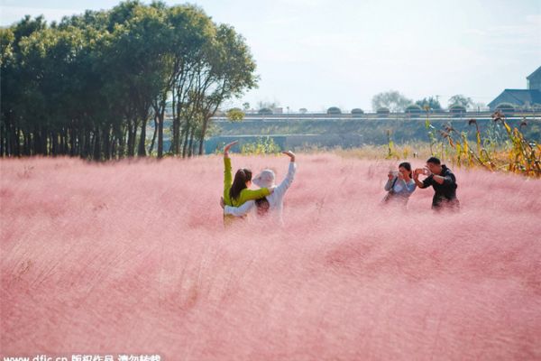 Những Cánh Đồng Cỏ Hồng Đẹp Ngỡ Ngàng Ở Trung Quốc