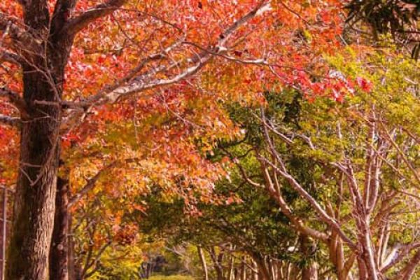 Mê Đắm Vẻ Đẹp Thơ Mộng Mùa Lá Đỏ Nhật Bản