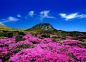 Tour Nhật - Hàn: Xứ sở hoa anh đào và xứ sở kim chi