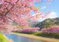 Du lịch Nhật Bản: Thưởng lãm sắc hoa anh đào
