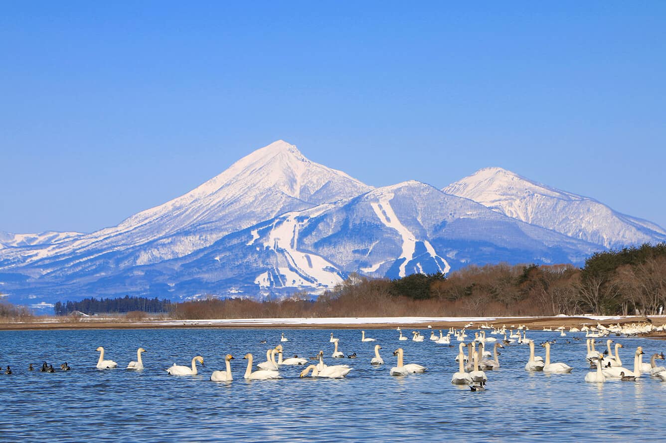 Du lịch Nhật Bản Mùa Hoa Anh Đào - khởi hành từ Nghệ An