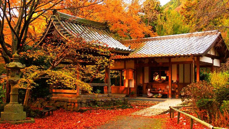 Nhật bản mùa lá đỏ 