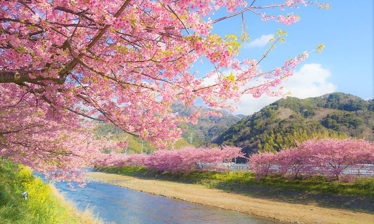 Du lịch Nhật Bản: Thưởng lãm sắc hoa anh đào