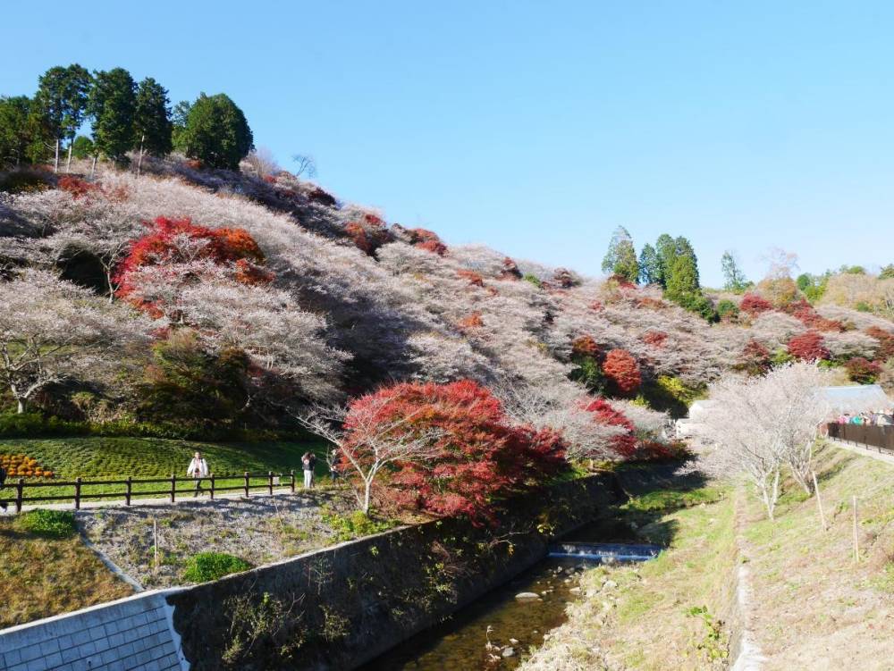 Bật mí những địa điểm ngắm hoa anh đào Nhật Bản ảnh 10