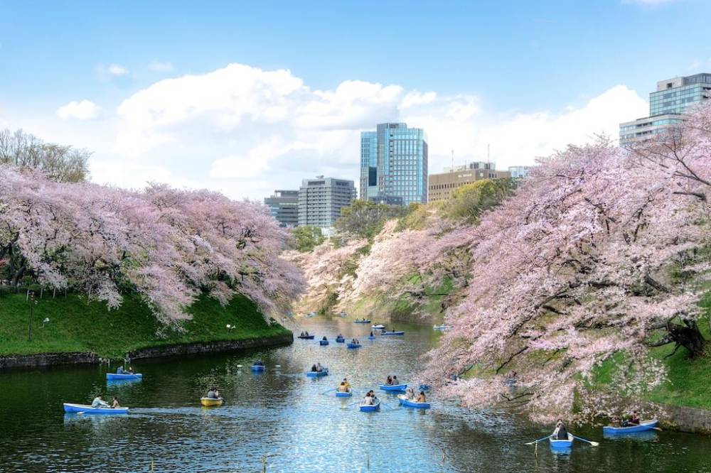 Bật mí những địa điểm ngắm hoa anh đào Nhật Bản ảnh 3