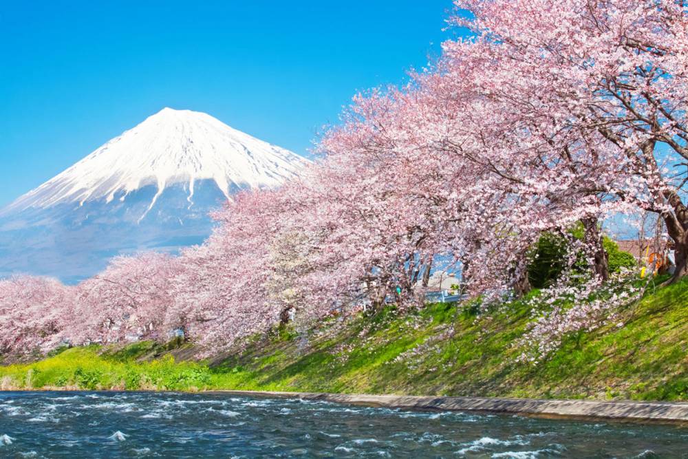 Bật mí những địa điểm ngắm hoa anh đào Nhật Bản ảnh 4
