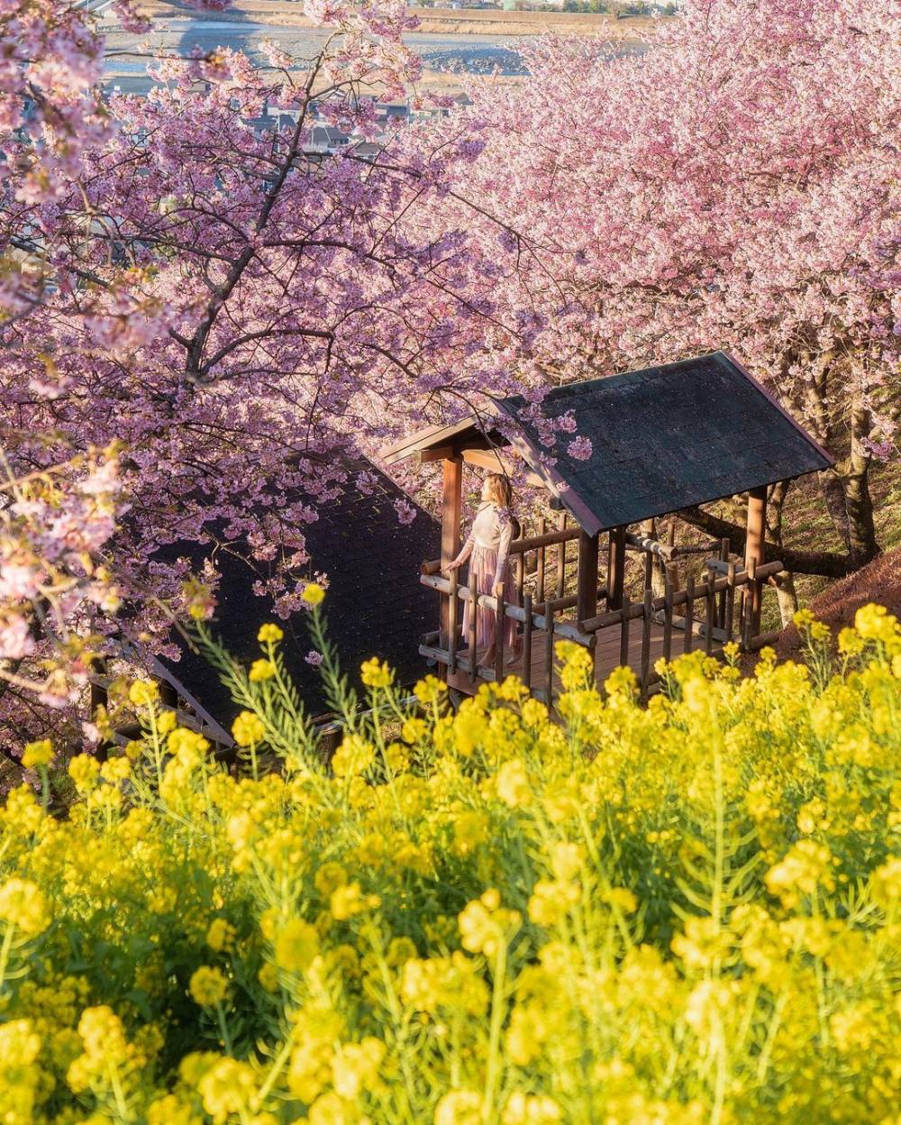 Bật mí những địa điểm ngắm hoa anh đào Nhật Bản ảnh 5