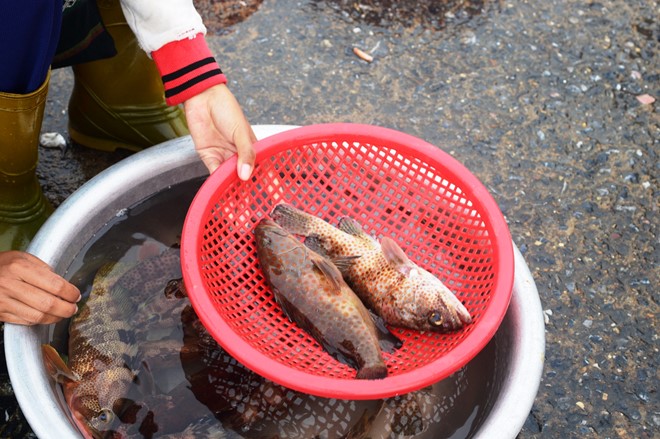 Du khách đến Quảng Bình có thể chọn những nguồn hàng tươi sống, an toàn tại các nhà hàng khách sạn. Ảnh: Văn Được.