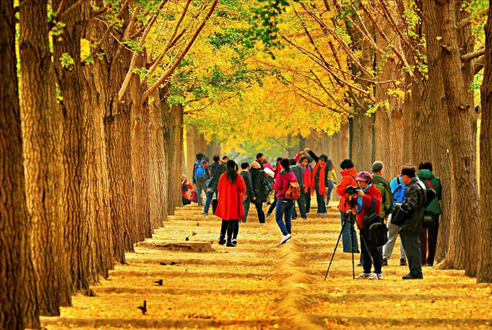 Con đường mùa thu ở Bắc Kinh, Trung Quốc