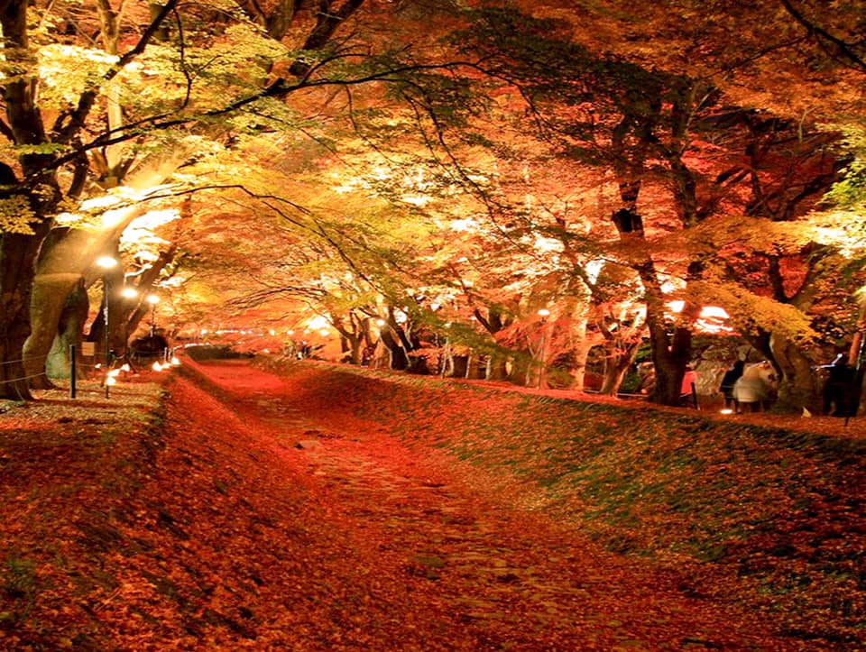 Con đường mùa thu ở Hồ Kawaguchiko Nhật Bản