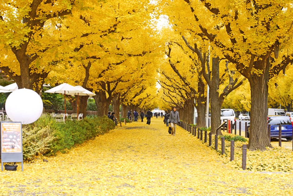 Con đường mùa thu Tokyo Nhật Bản