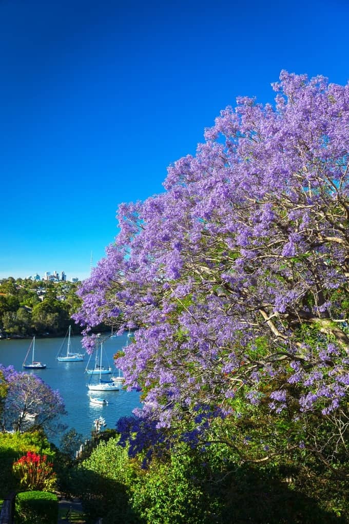 phượng tím sydney