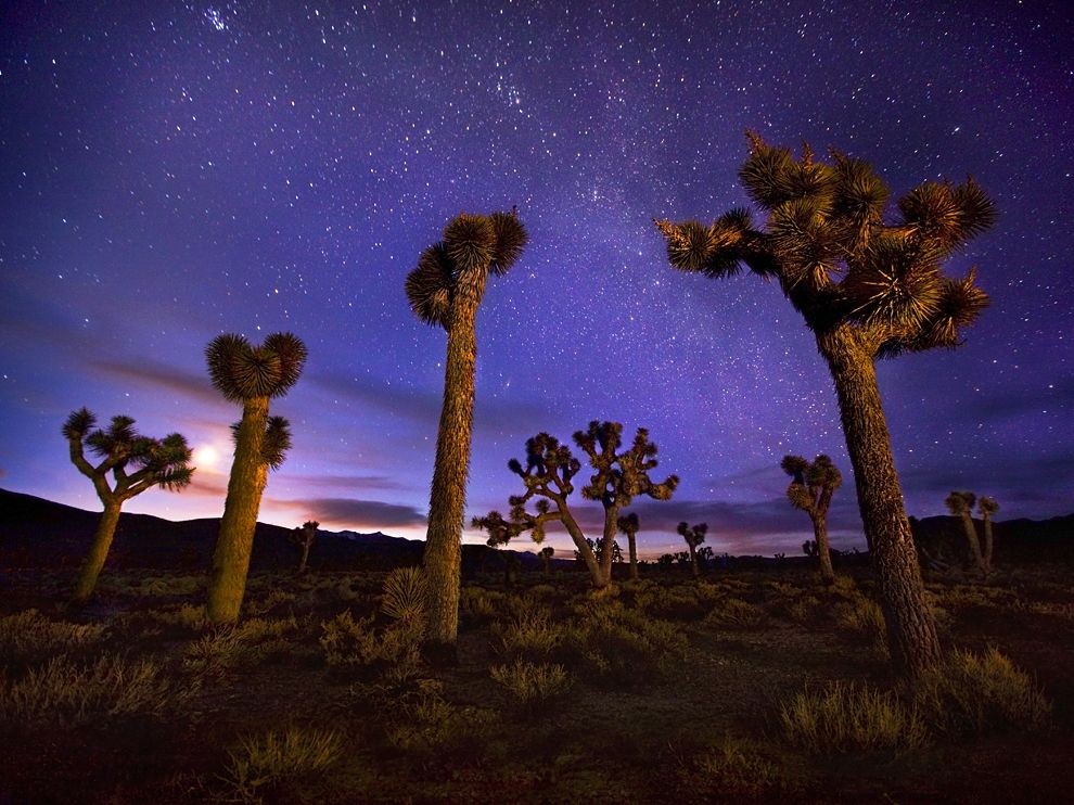 Thung lũng Tử Thần, California, Mỹ: Dải ngân hà lấp lánh trên những cây Joshua tạo khung cảnh huyền hoặc. Nơi này có cái tên đáng sợ là thung lũng Tử Thần khi một nhóm người tiên phong lạc ở đây và không sống sót trở về. Ảnh: Marc Adamus.